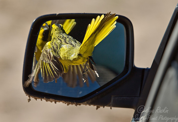 090 Yellow Cardinal (Gubernatrix cristata) - Ibera Wetlands Argentina