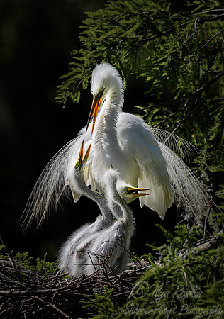 351 Great egret (Ardea alba) - SC