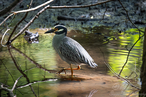 348 Yellow-crowned night heron (Nyctanassa violacea) - SC