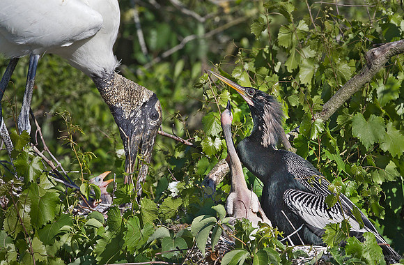 149 Wood Stork and Anhinga at nests - FL