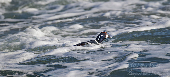 133 Harlequin Duck (Histrionicus histrionicus) -  RI
