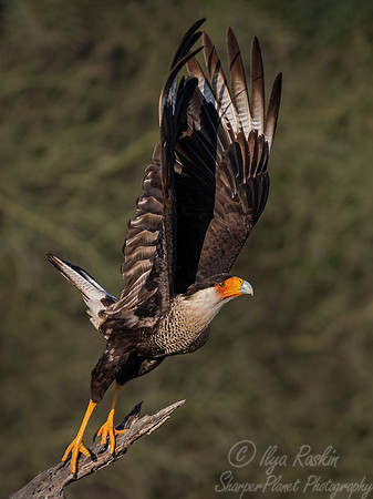 367 Crested caracara (Caracara plancus) - TX
