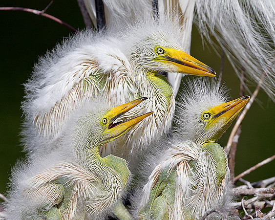 145 Great Egrets (Ardea alba) - FL