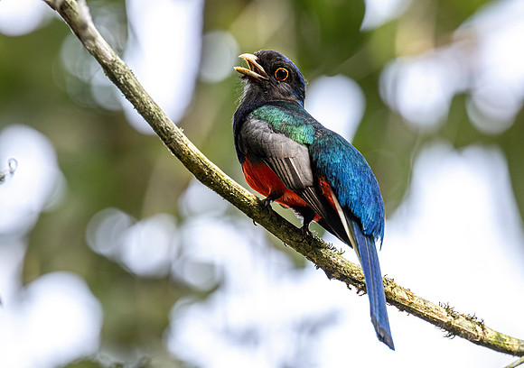 421 Surucua trogon (Trogon surrucura) - - Brazil Atlantic forest