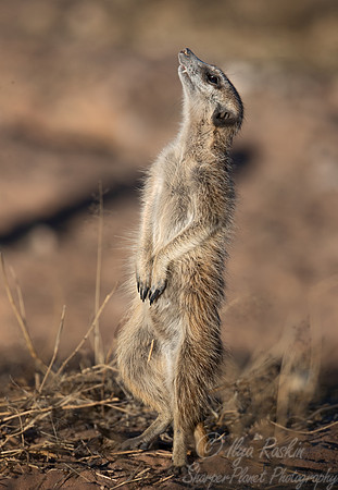 201 Meerkat (Suricata suricatta) - Kagalagadi Transfrontier Park SA