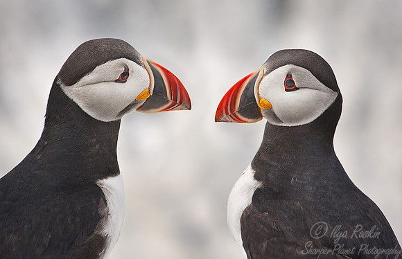 017 Atlantic Puffins (Fratercula arctica) Machias Seal Island - Canada