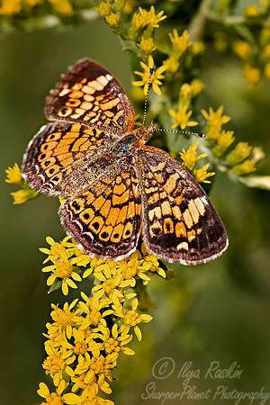 011_Purl Crescent Butterfly PA