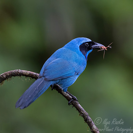 749 Turquoise jay (Cyanolyca turcosa)