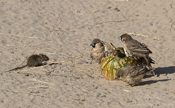 210 Four striped grass mouse, Sociable weavers and Tsamma melon fruit - Kagalagadi Transfrontier Park SA