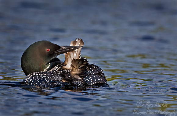 055 Common Loon - MI