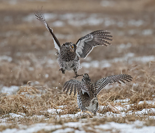 089 Sharp-tailed grouse (Tympanuchus phasianellus) - MN