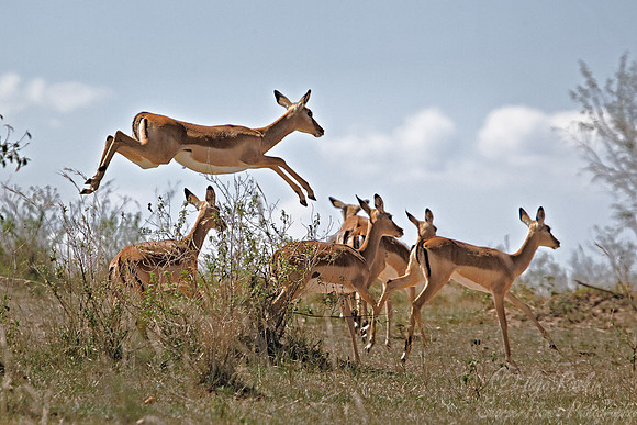 095 Impalas (Aepyceros melampus) Masai Mara Kenya