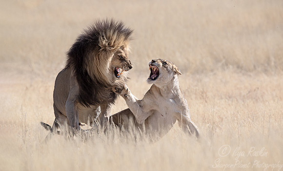 162 Lions (Panthera leo) - Kgalagadi Transfrontier Park SA