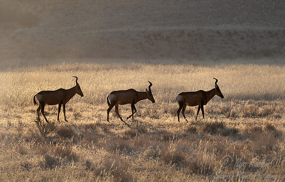 356 Red hartebeests (Alcelaphus buselaphus caama) - Kgalagadi Transfrontier Park SA