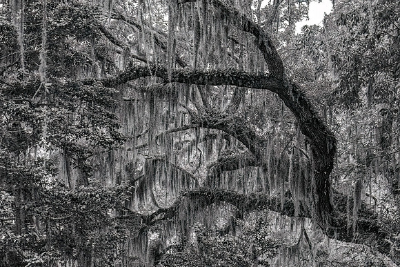 117 Southern live oak (Quercus virginiana) - SC