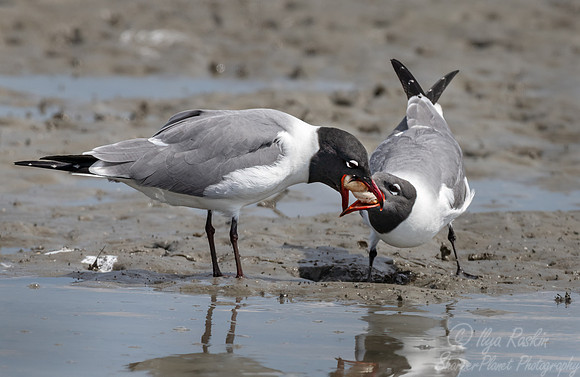 331 Laughing gulls (Leucophaeus atricilla) - SC