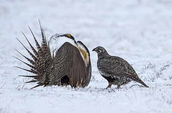 050 Greater sage-grouse (Centrocercus urophasianus) - CO