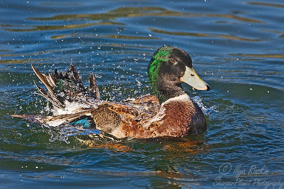 044 Mallard Duck - NM