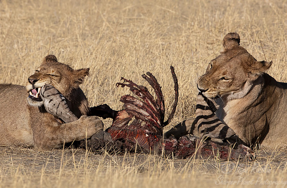 224 Lions (Panthera leo) - Botswana