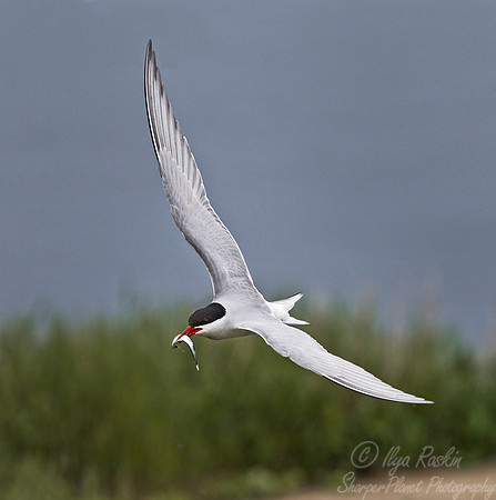 101 Arctic Tern (Sterna paradisaea) - ME