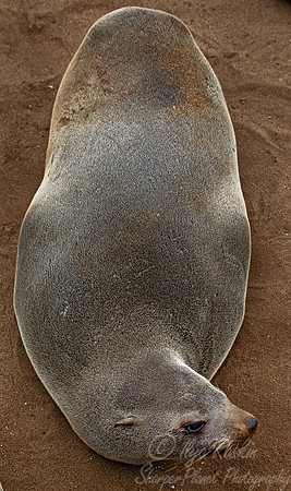 042 Brown Fur Seal (Arctocephalus pusillus) - Namibia