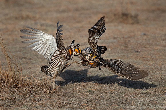 040 Greater prairie chickens (Tympanuchus cupido) - CO
