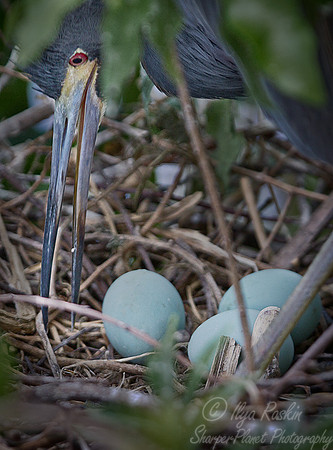 135 Tricolored Heron (Egretta tricolor) - FL