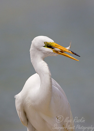 176 Great Egrets (Ardea alba) - FL