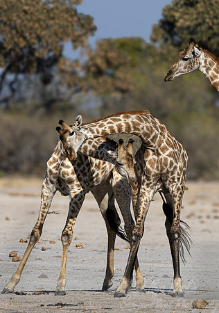 397 South African or Cape giraffes (Giraffa camelopardalis giraffa) - Botswana