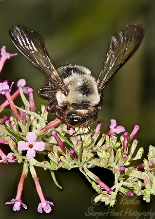 018_Bumblebee_PA