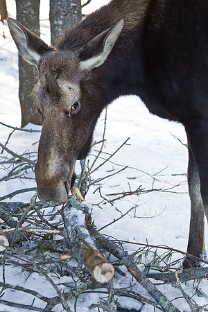 123 Moose (Alces alces) - Maine