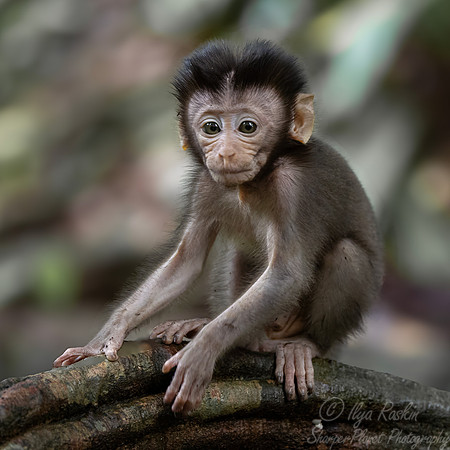 245 Crab-eating or long-tailed macaque young (Macaca fascicularis) - Sumatra Indonesia