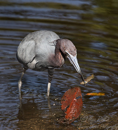 184 Tricolored Heron (Egretta tricolor) FL