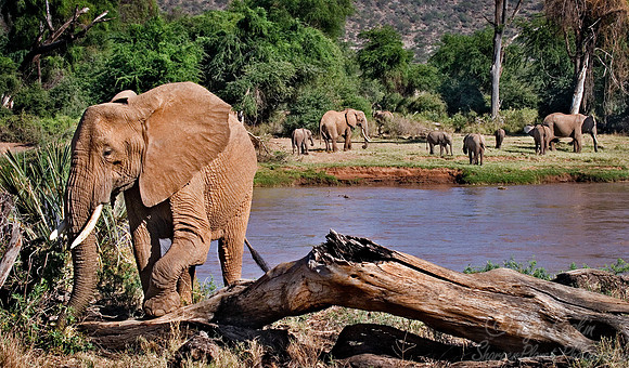 001_African Elephants_Kenya