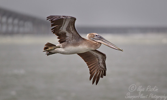 087 Brown Pelican (Pelecanus occidentalis) - NC