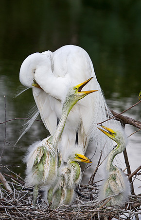 143 Great Egrets (Ardea alba) - FL