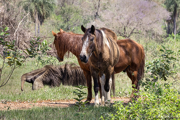 014 Giant anteater (Myrmecophaga tridactyla) with horses - Pantanal Brazil