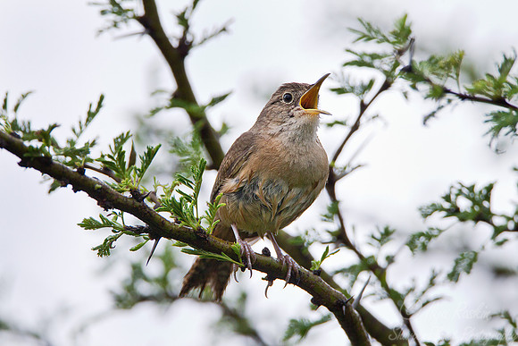 085 Southern House Wren (Troglodytes aedon) - Ibera Wetlands Argentina