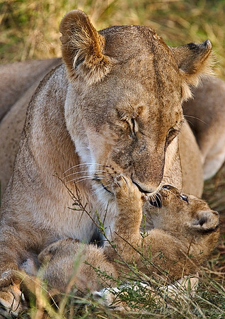 005_Lions_Kenya