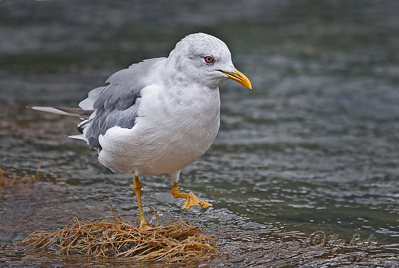 028 Herring Gull (Larus argentatus) - Katmai AK