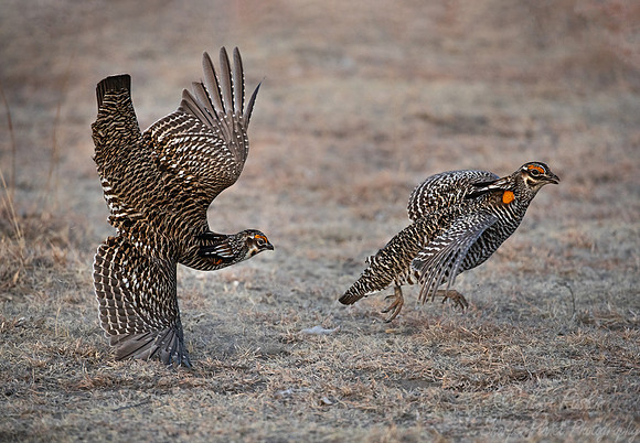 038 Greater prairie chickens (Tympanuchus cupido) - CO