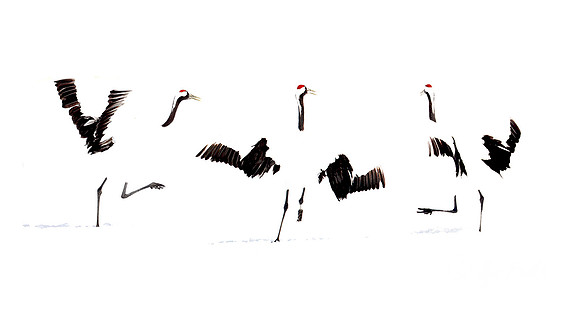 076 Red-crowned Cranes (Grus japonensis) - Hokkaido Japan