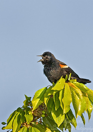 052 Red-winged Blackbird - MI