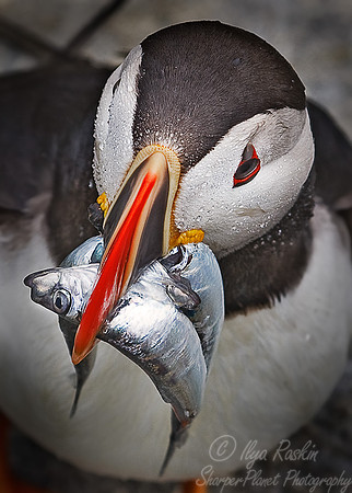 001 Atlantic Puffin (Fratercula arctica) - Machias Seal Island - Canada