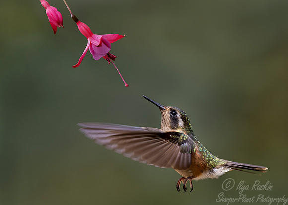 473 Purple-throated woodstar male (Philodice mitchellii) - Colombia cloud forest
