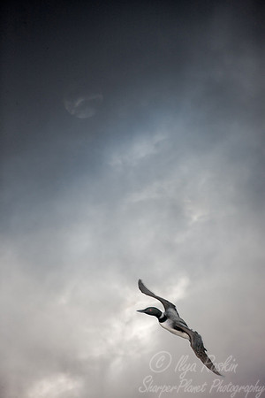 066 Common Loon - MI