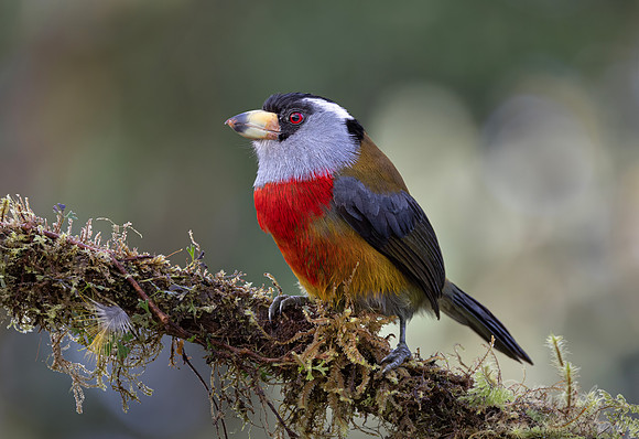 634 Toucan barbet (Semnornis ramphastinus) - Ecuador