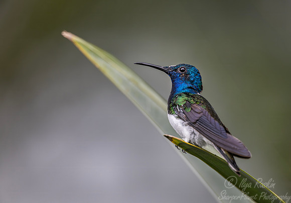 509 White-necked jacobin (Florisuga mellivora) - Colombia cloud forest