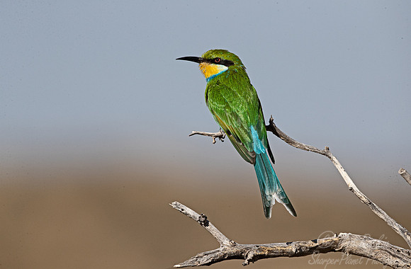 179 Swallow-tailed bee-eater (Merops hirundineus) - Kgalagadi Transfrontier Park SA