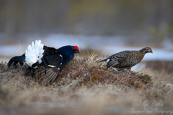 035 Black grouse (Lyrurus tetrix) - Finland